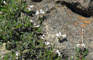 2009-04-20_54 Yerba Santa Cropped TN.jpg - 44619 Bytes